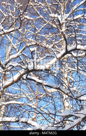 Schöne winter Hintergrund mit Wald unter Schnee Stockfoto