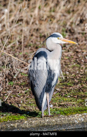 Reiher wartet am See warten auf seine Beute durch einen Patienten Fotograf im Warten wie eine faszinierende Vogel gefangen zu sehen Stockfoto