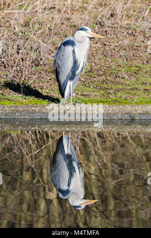 Reiher wartet am See warten auf seine Beute durch einen Patienten Fotograf im Warten wie eine faszinierende Vogel gefangen zu sehen Stockfoto