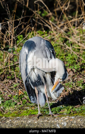 Reiher wartet am See warten auf seine Beute durch einen Patienten Fotograf im Warten wie eine faszinierende Vogel gefangen zu sehen Stockfoto