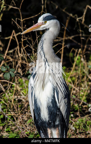 Reiher wartet am See warten auf seine Beute durch einen Patienten Fotograf im Warten wie eine faszinierende Vogel gefangen zu sehen Stockfoto