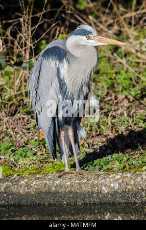 Reiher wartet am See warten auf seine Beute durch einen Patienten Fotograf im Warten wie eine faszinierende Vogel gefangen zu sehen Stockfoto