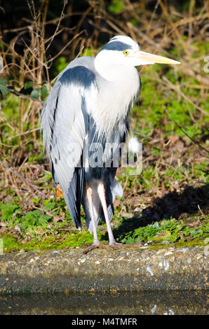 Reiher wartet am See warten auf seine Beute durch einen Patienten Fotograf im Warten wie eine faszinierende Vogel gefangen zu sehen Stockfoto