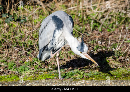 Reiher wartet am See warten auf seine Beute durch einen Patienten Fotograf im Warten wie eine faszinierende Vogel gefangen zu sehen Stockfoto