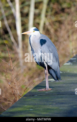 Reiher wartet am See warten auf seine Beute durch einen Patienten Fotograf im Warten wie eine faszinierende Vogel gefangen zu sehen Stockfoto