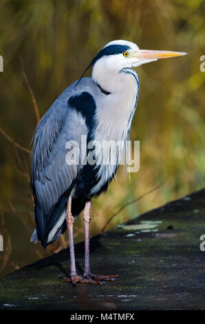 Reiher wartet am See warten auf seine Beute durch einen Patienten Fotograf im Warten wie eine faszinierende Vogel gefangen zu sehen Stockfoto