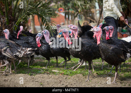 Türkei Fram auf Savar Bangladesch. Stockfoto