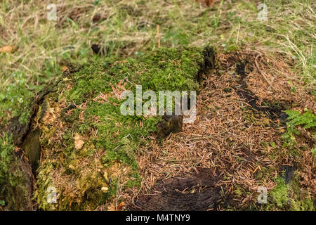 Bäume in einem Forrest, Dublin. Stockfoto