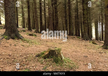 Bäume in einem Forrest, Dublin. Stockfoto