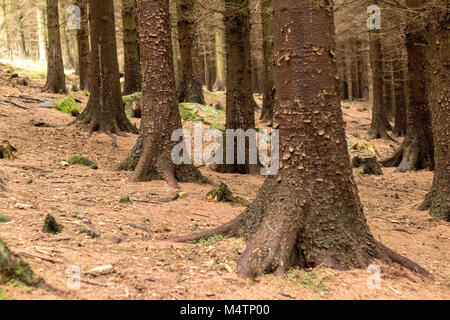 Bäume in einem Forrest, Dublin. Stockfoto