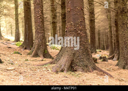 Bäume in einem Forrest, Dublin. Stockfoto