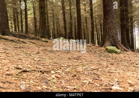 Bäume in einem Forrest, Dublin. Stockfoto