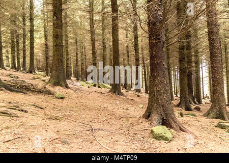 Bäume in einem Forrest, Dublin. Stockfoto