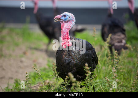 Türkei Fram auf Savar Bangladesch. Stockfoto