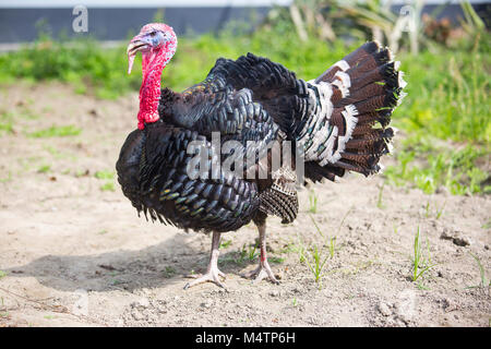 Türkei Fram auf Savar Bangladesch. Stockfoto