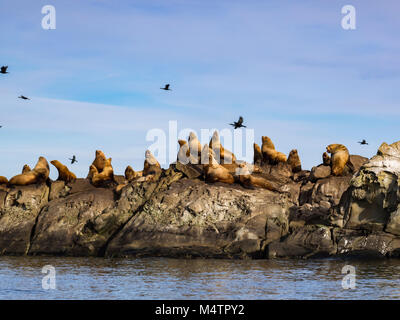 Eine Gruppe von riesigen männlichen Steller Seelöwen fotografiert im Süden von British Columbia. Stockfoto