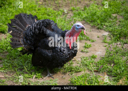 Türkei Fram auf Savar Bangladesch. Stockfoto