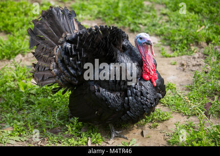 Türkei Fram auf Savar Bangladesch. Stockfoto