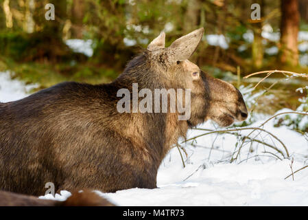 Nach weiblichen Elch (Alces alces) Profil beim Liegen im Schnee in den Wald. Stockfoto