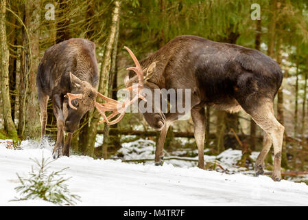 Zwei Elche (Alces alces) Stiere im Winter Wald Landschaft neben einer Landstraße kämpft. Stockfoto