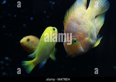 Blut Parrot cichlid Fische im Aquarium Stockfoto