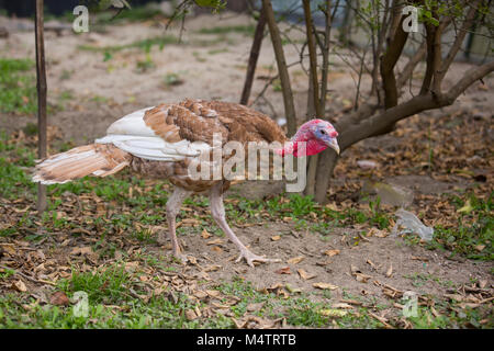 Türkei Fram auf Savar Bangladesch. Stockfoto