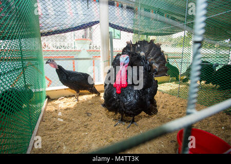 Türkei Fram auf Savar Bangladesch. Stockfoto