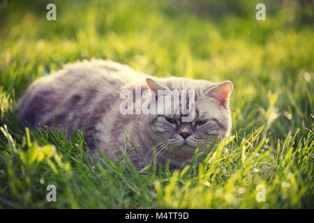 Erwachsene Katze, die auf dem Gras im Sommer im Garten Stockfoto