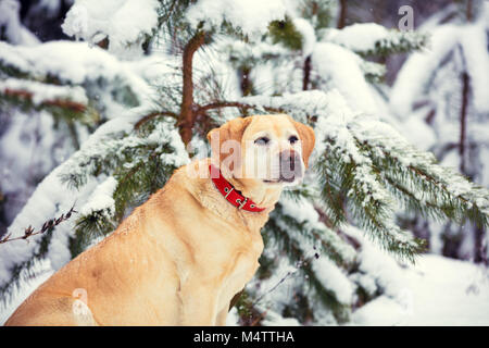 Hund Labrador Retriever Sitzen im Freien im Winter verschneite Wald in der Nähe von Pine Tree Stockfoto