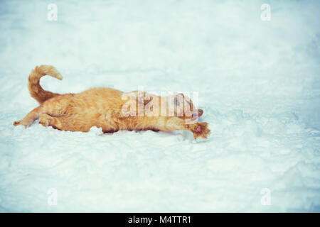 Gerne rote Katze lag auf dem Rücken im Schnee Stockfoto