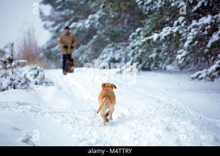 Labrador Retriever Hund verläuft entlang der schneebedeckten Pfad entlang des Waldes der Eigentümer zu erfüllen. Stockfoto