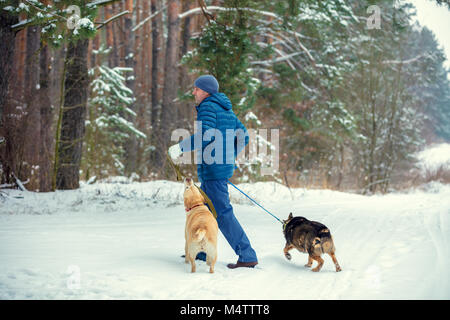 In den Wald im Winter gibt es einen Mann mit zwei Hunden auf Leinen Stockfoto