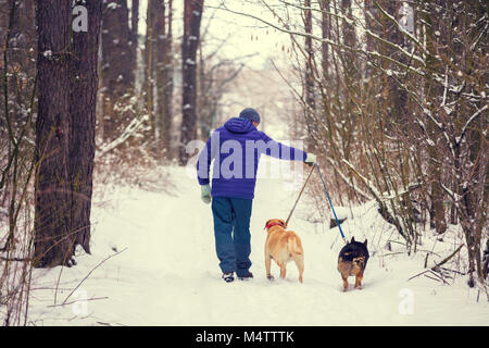 In den Wald im Winter gibt es einen Mann mit zwei Hunden auf Leinen Stockfoto