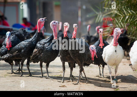 Türkei Fram auf Savar Bangladesch. Stockfoto