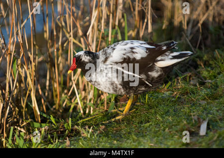 Sumpfhuhn, (Gallinula chloropus), abnormale Farbe im Gefieder; leucism, Regents Park, London, Vereinigtes Königreich Stockfoto