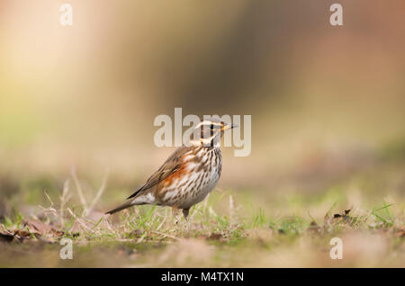 Rotdrossel (Turdus Iliacus), auf dem Boden füttern, Regents Park, London, Vereinigtes Königreich Stockfoto