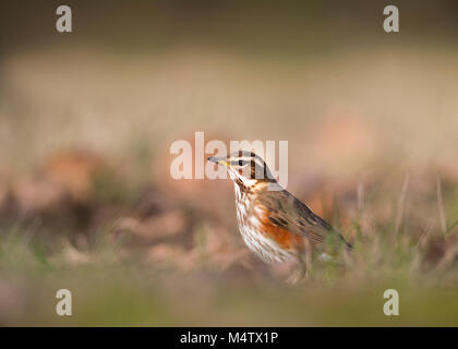 Rotdrossel (Turdus Iliacus), auf dem Boden füttern, Regents Park, London, Vereinigtes Königreich Stockfoto