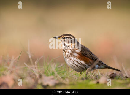 Rotdrossel (Turdus Iliacus), auf dem Boden füttern, Regents Park, London, Vereinigtes Königreich Stockfoto