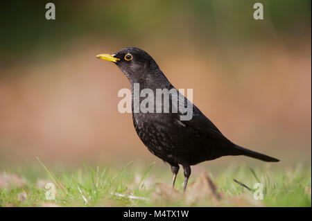 Männchen, auch bekannt als Gemeine Amsel (Turdus merula), auf Gras auf der Suche nach Würmern, Regents Park, London, Großbritannien Stockfoto