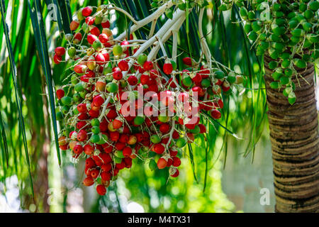 Rot und Grün palm Früchte wachsen auf einem Stamm einer Palme, Boracay Island, Philippinen Stockfoto