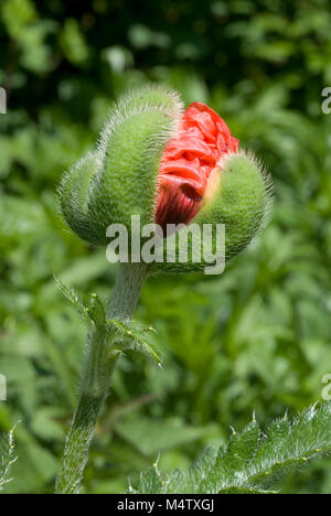 Poppy Kopf öffnen Stockfoto