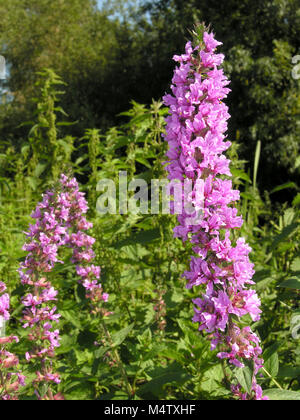 Blutweiderich Stockfoto