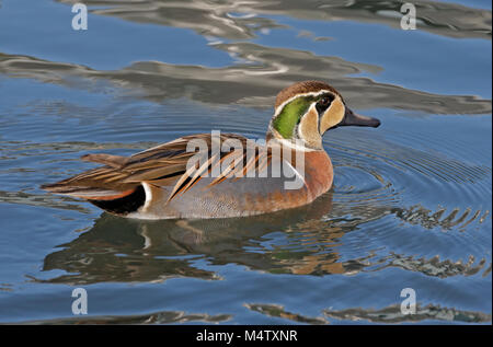 Baikal Teal männlich (Anas Formosa), Großbritannien Stockfoto