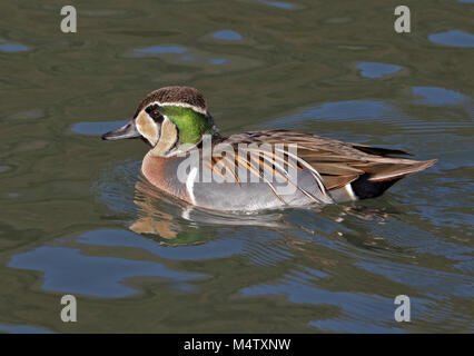 Baikal Teal männlich (Anas Formosa), Großbritannien Stockfoto