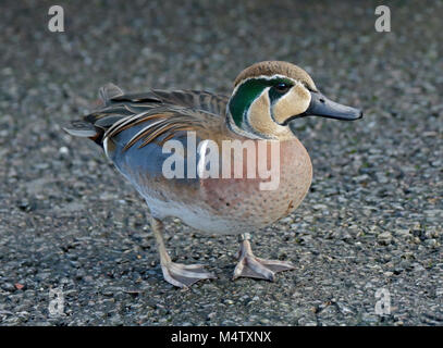 Baikal Teal männlich (Anas Formosa), Großbritannien Stockfoto