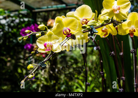 Orchidee im National Orchid Garden, Singapur Botanischen Gärten, Republik Singapur Stockfoto