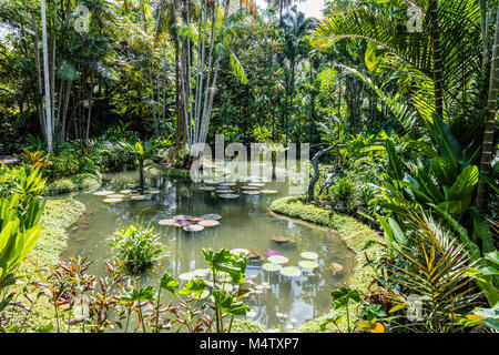 Teich in Singapur Botanischen Gärten, Republik Singapur Stockfoto
