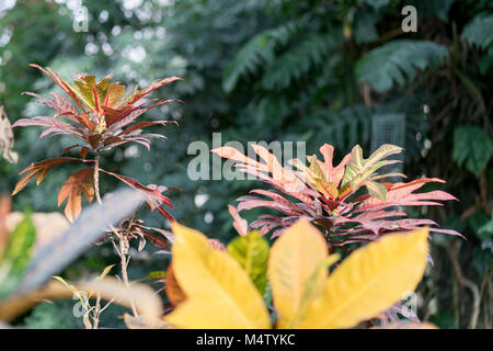 Croton mit pustrous Laub im Garten. Stockfoto