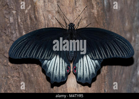 Schmetterling Papilio anchisiades auf einem Baum Rinde Stockfoto