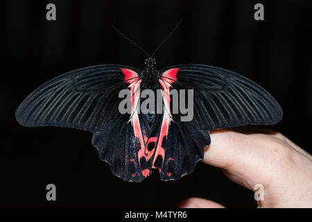 Schmetterling Papilio anchisiades an Hand Finger Stockfoto